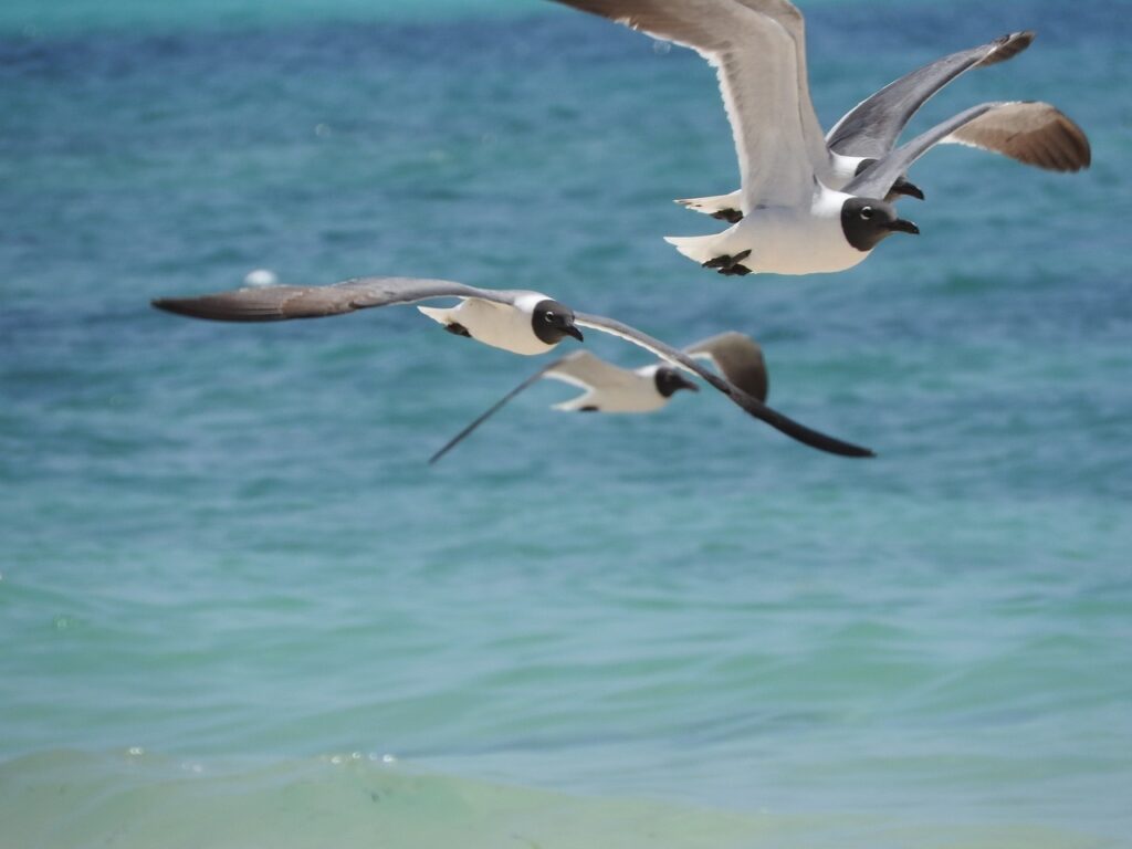 Tips On Properly Maintaining Your Oceanfront Property