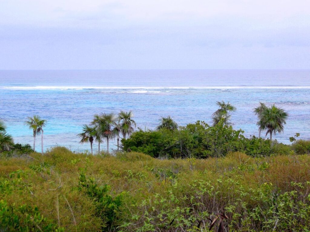 TURTLE COVE